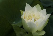 牛寶寶和什么屬相的媽媽是*** 三合