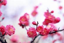 面相的基本格局精選解析