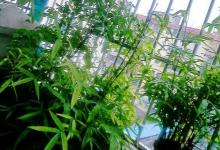 陽臺種竹子有什么講究