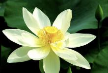 牛寶寶和什么屬相的媽媽相沖相克相害