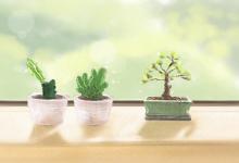 富貴竹的擺放風水有什么講究