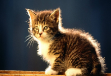 半夜聽到貓叫不吉利是真的嗎