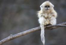 1992年12月出生屬猴人婚姻怎么樣?