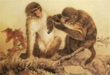 屬猴人養什么花旺財又轉運