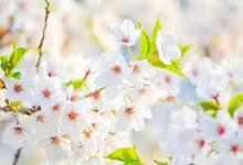 2019年八一建軍節提車好不好,軍旗上的＂八一＂是什么意思？