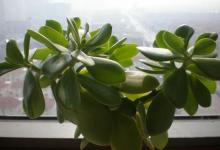 能旺風(fēng)水的植物有哪些