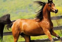 2020年屬馬人運勢及運程分析,屬馬人2020年每月運勢