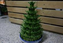 富貴竹的養殖風水學