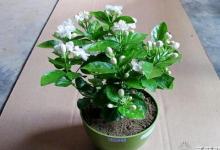 茉莉適合放在室內(nèi)嗎