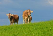 牛年出生的人命運如何·男人篇