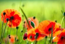 為何女人都想有一雙“臥蠶”眼