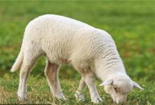 屬羊人最兇的年份，狗年身心疲憊