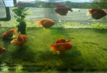 養金魚有什么講究嗎