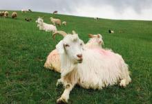 屬羊女和什么屬相最配