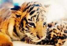 屬虎適合住幾樓吉利 屬虎住幾層風水優秀