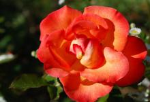 算命看相各有所長