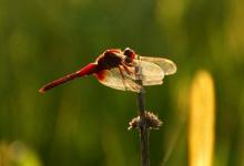 2019年農(nóng)歷九月出生的豬好嗎?農(nóng)歷九月出生的女人命運(yùn)如何?