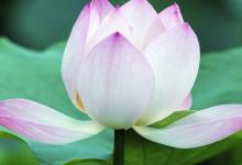 什么是雁眼，雁眼的人怎么樣