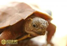 解析:養龜的風水注意事項