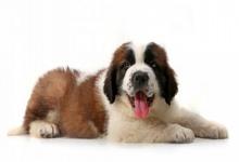 屬狗什么時辰出生優秀,辰時午時申時亥時