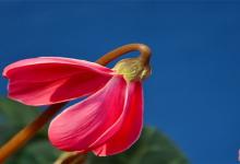 天秤座上司最討厭什么樣的職員