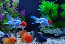 養魚養單數還是雙數