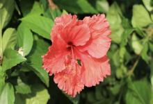 屬牛人和屬狗人是天生一對嗎 戀愛會長久嗎