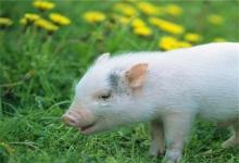 1983年屬豬人未來10年運程，財運開始變強