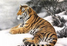 1986年屬虎人的未來(lái)十年大運(yùn),究竟是好是壞?