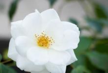 2019年農(nóng)歷七月二十五祈福燒香吉利嗎,祈福需要注意什么？