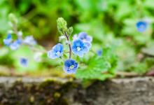 屬虎要什么屬相的孩子好