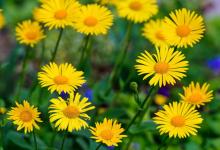 夾漈先生鄭樵《月波洞中記》之上卷