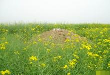 教你公墓的選址風(fēng)水