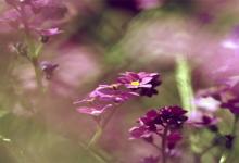 巨蟹座面對子女要求整容的態(tài)度