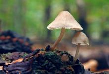 什么是狐貍眼,狐貍眼的人怎么樣