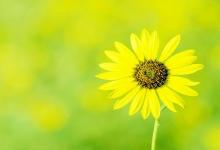 增強桃花運的風水布局