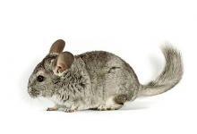 2020年屬鼠的旺什么生肖父母