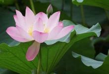 2019年大暑前一天黃歷日子祭祖嗎,大暑是一年中最熱的時(shí)候嗎?