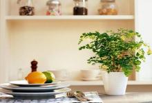 廚房的風水植物擺設禁忌