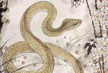 屬蛇人的桃花貴人是誰,屬雞屬牛屬猴