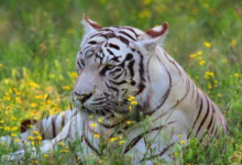 2022年屬虎的是什么命，22年出生的虎五行屬什么