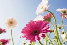 《相理衡真》卷四——五官總論