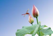 屬鼠女和屬狗男結(jié)婚會(huì)離婚嗎?雙魚座男鼠性格如何?