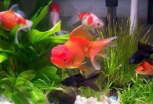 養(yǎng)魚養(yǎng)幾條好？養(yǎng)幾條魚可以提升運勢？