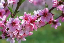 屬龍的桃花運在哪年