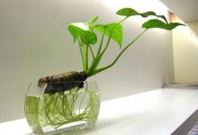 滴水觀音的養殖方法