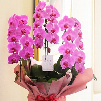 雙魚座女生婚后是什么樣的(圖文)