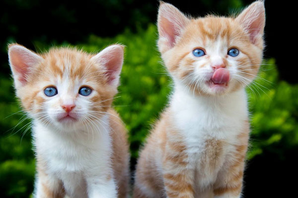 面相學(xué)如何選一個(gè)好下屬跟合伙人(圖文)