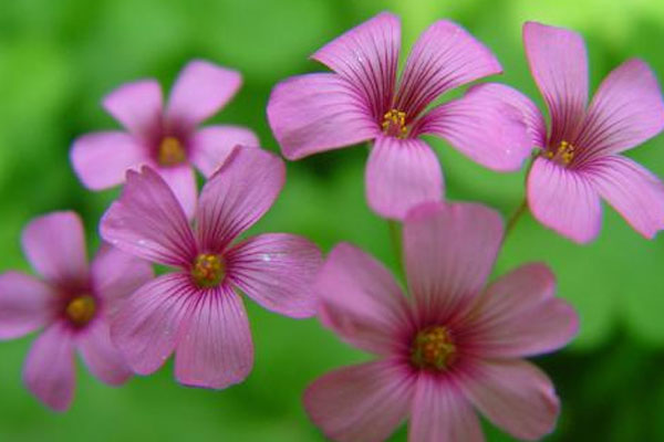 D級勾引“宅男女神”周秀娜面相大解析(圖文)