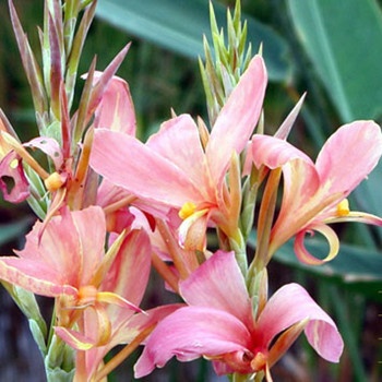 雙魚座有哪些避暑的高招(圖文)